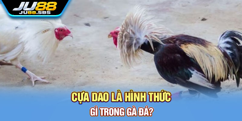 Cựa dao: cách hiểu thuật ngữ trong nội dung đá gà — hình minh họa