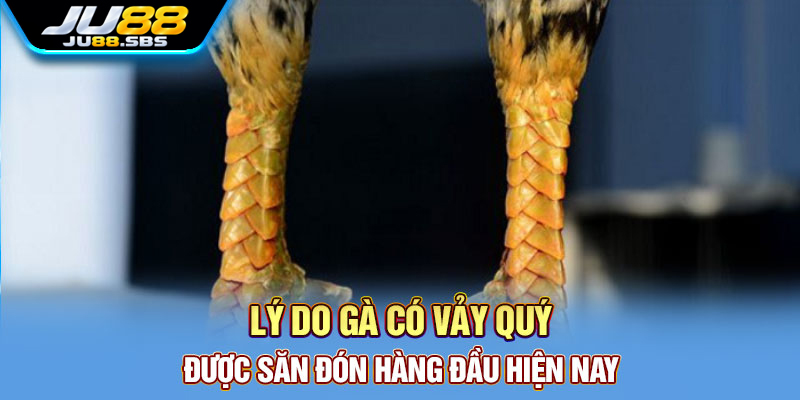 Vảy gà: tên gọi dân gian và giới hạn của cách suy đoán — hình minh họa