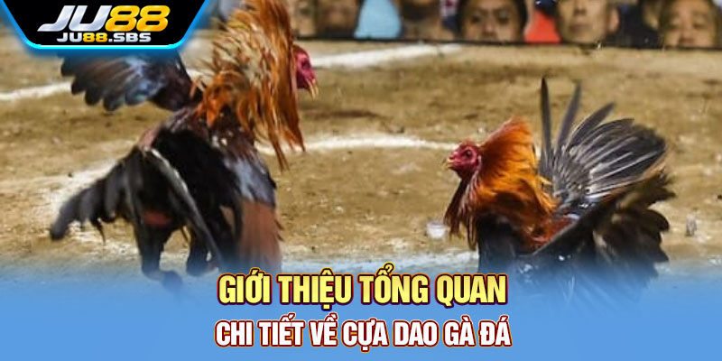 Cựa dao: cách hiểu thuật ngữ trong nội dung đá gà — hình minh họa