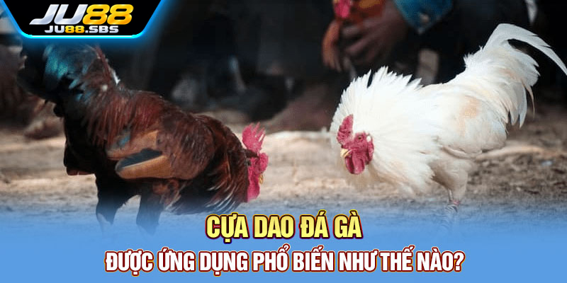 Cựa dao: cách hiểu thuật ngữ trong nội dung đá gà — hình minh họa