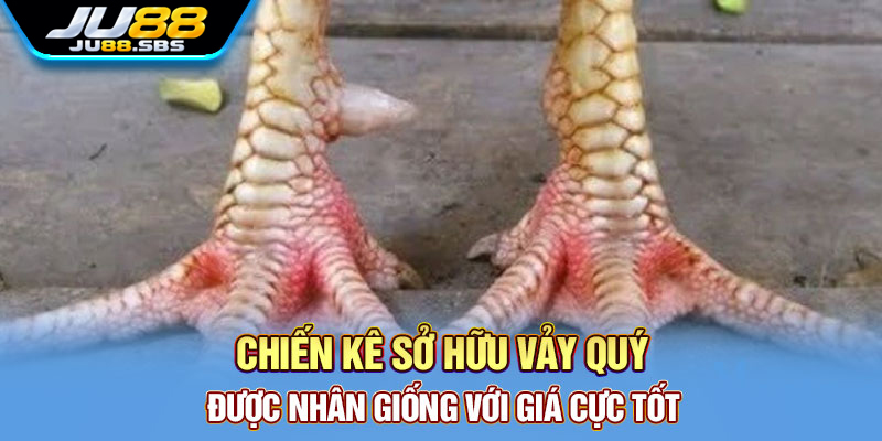 Vảy gà: tên gọi dân gian và giới hạn của cách suy đoán — hình minh họa